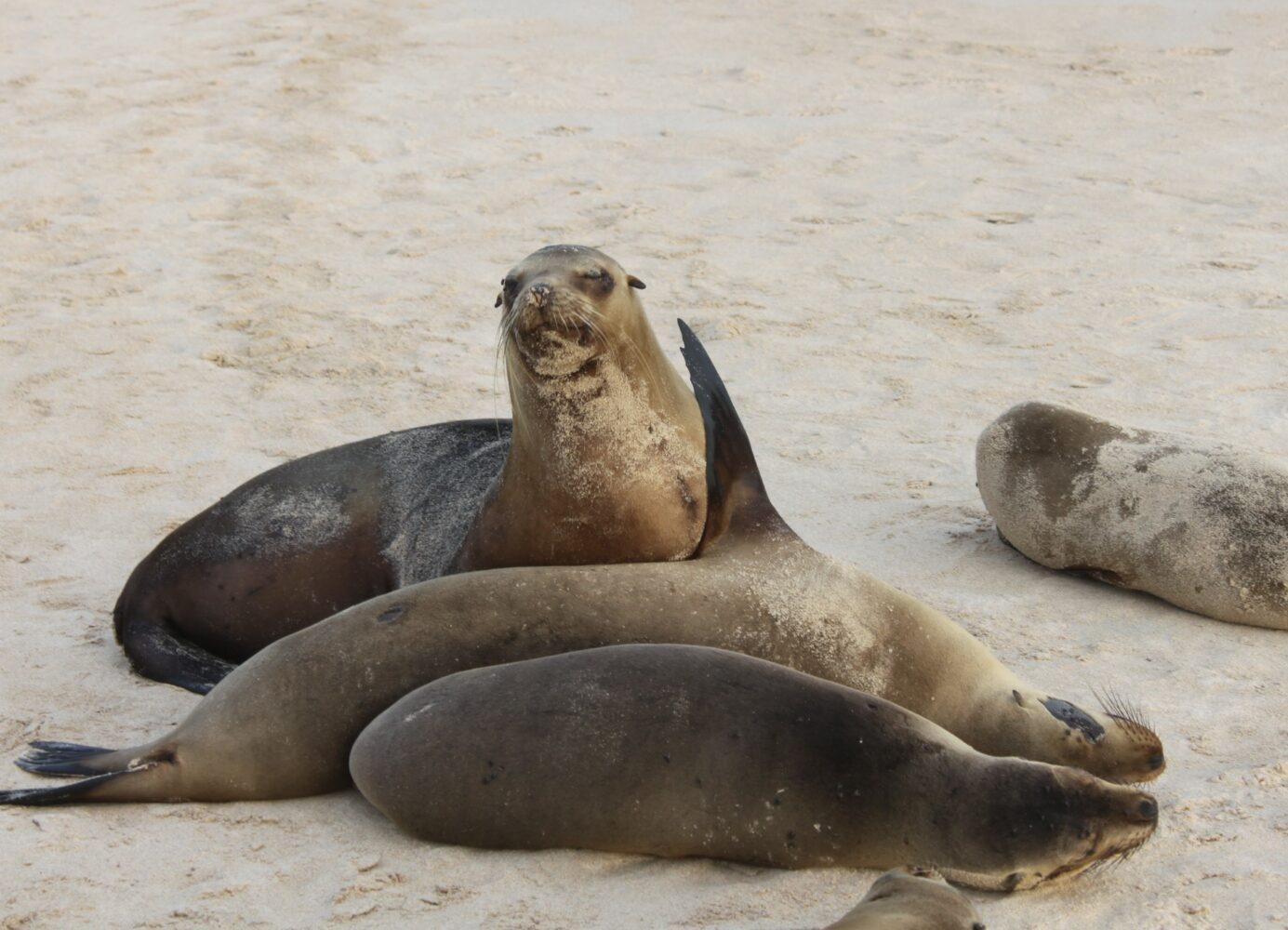 Urlaub auf den Galapagos Inseln, am Strand von Santa Fé