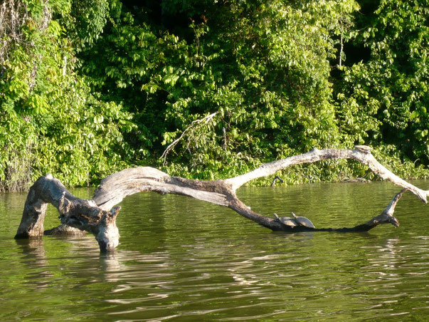 Touren von Iquitos in den Peruanischen Regenwald - Schildkröten geniessen die Sonnenstrahlen