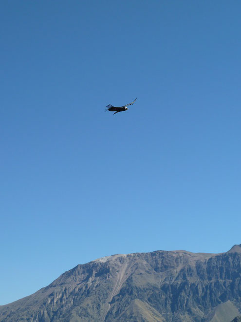 ein ausflug zum colca canyon erlaubt den blick auf den majestatischen flug des anden kondors