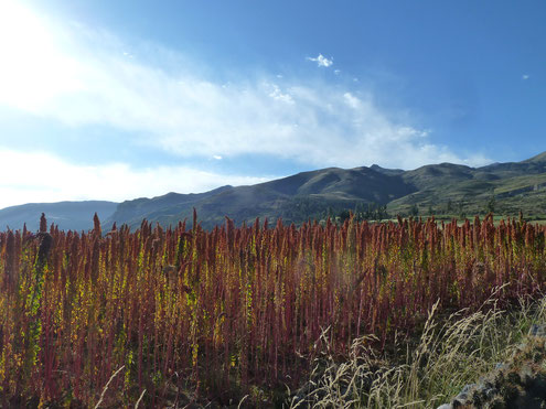 Quinoa Feld im Hochland nahe Arequipa