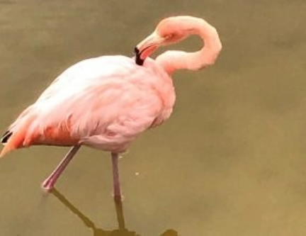 Insel Isabela - Flamingos