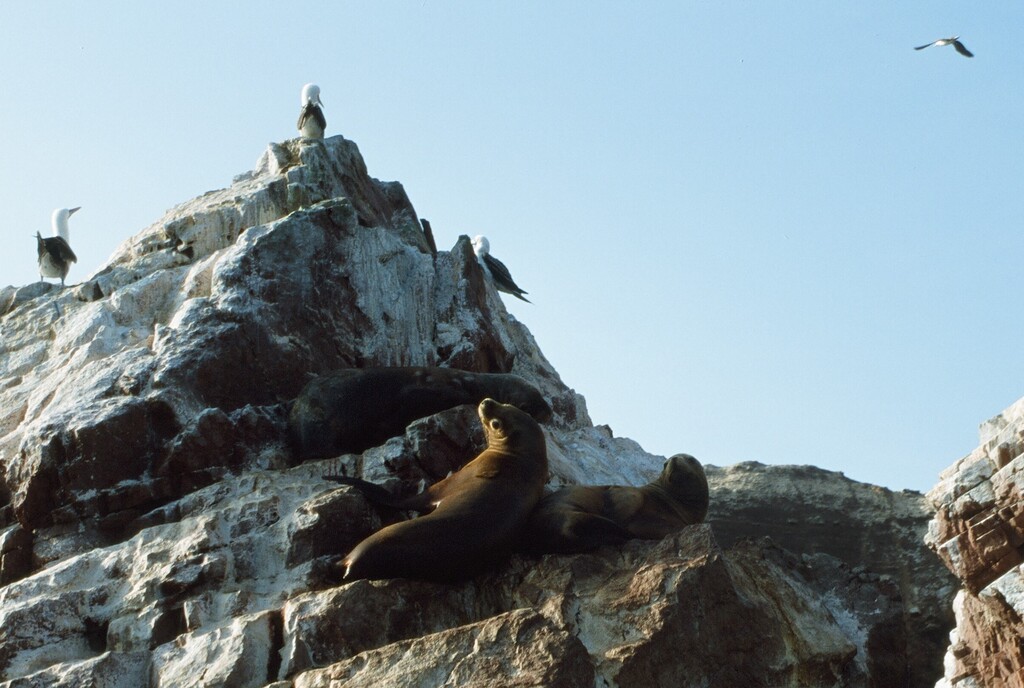 Ausflug zu den Ballestas Inseln, Tierbeobachtung