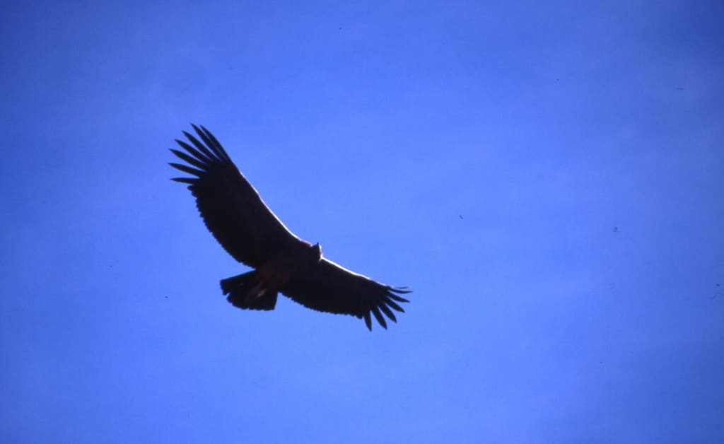 El Condor pasa - den Andenkondor im Flug beobachten