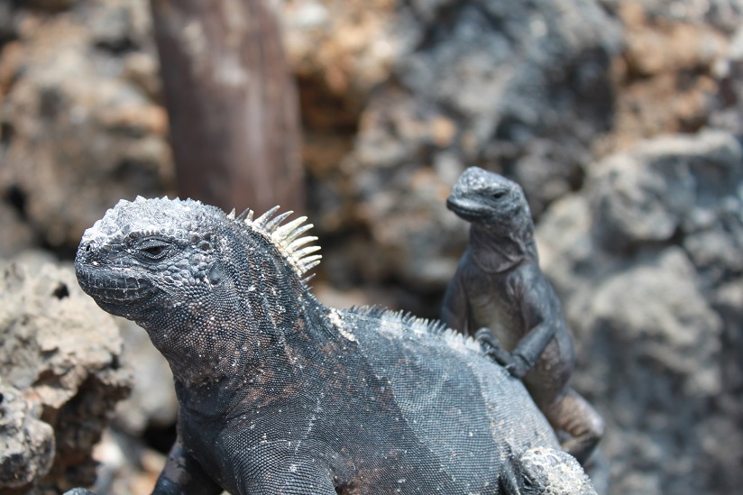 Galapagos - Jurassic Park für die ganze Familie