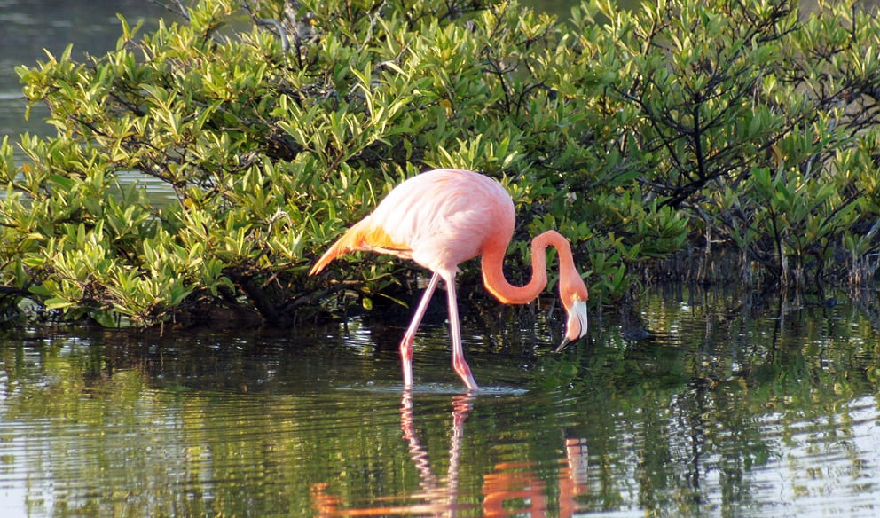 GalapagosEspanola Flamingo2018 3 1