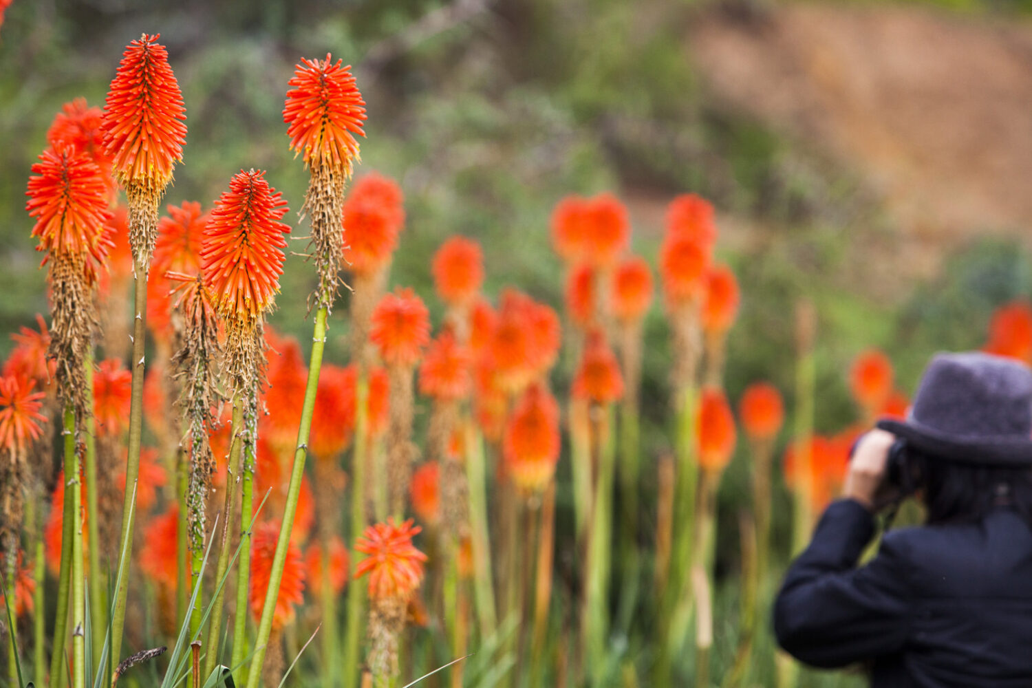 Blumenpracht im Norden Perus, Foto PromPeru