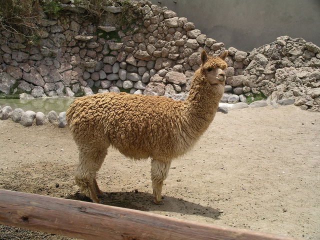 Bei der Reise durchs Hochland Perus sehen Sie immer wieder Alpacas.
