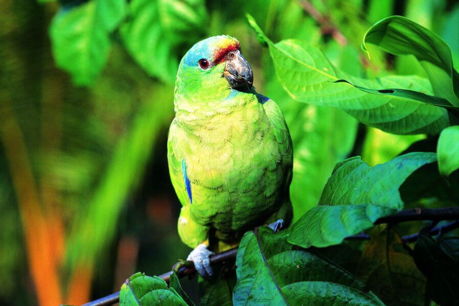 Amazonasgebiet Peru: Papageienlecke