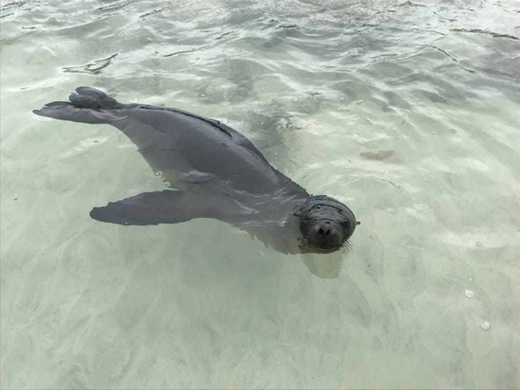 Die Seelöwen warten schon auf Sie - auf Galapagos!