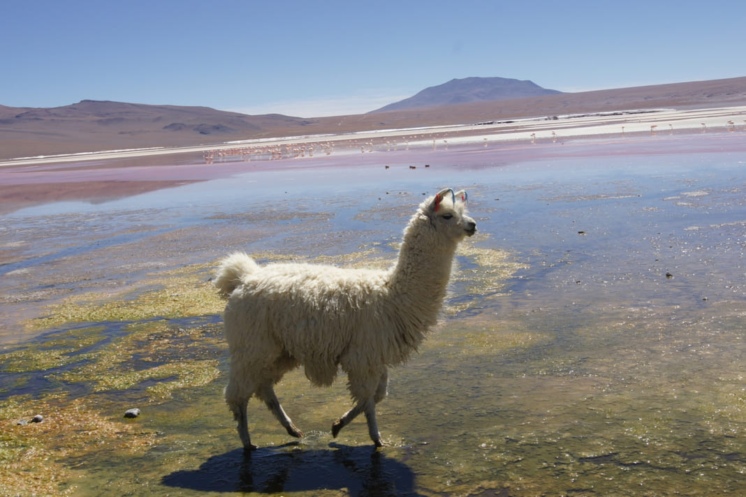 Bolivien: spektakuläre Landschaften zwischen Wüsten und Lagunen
