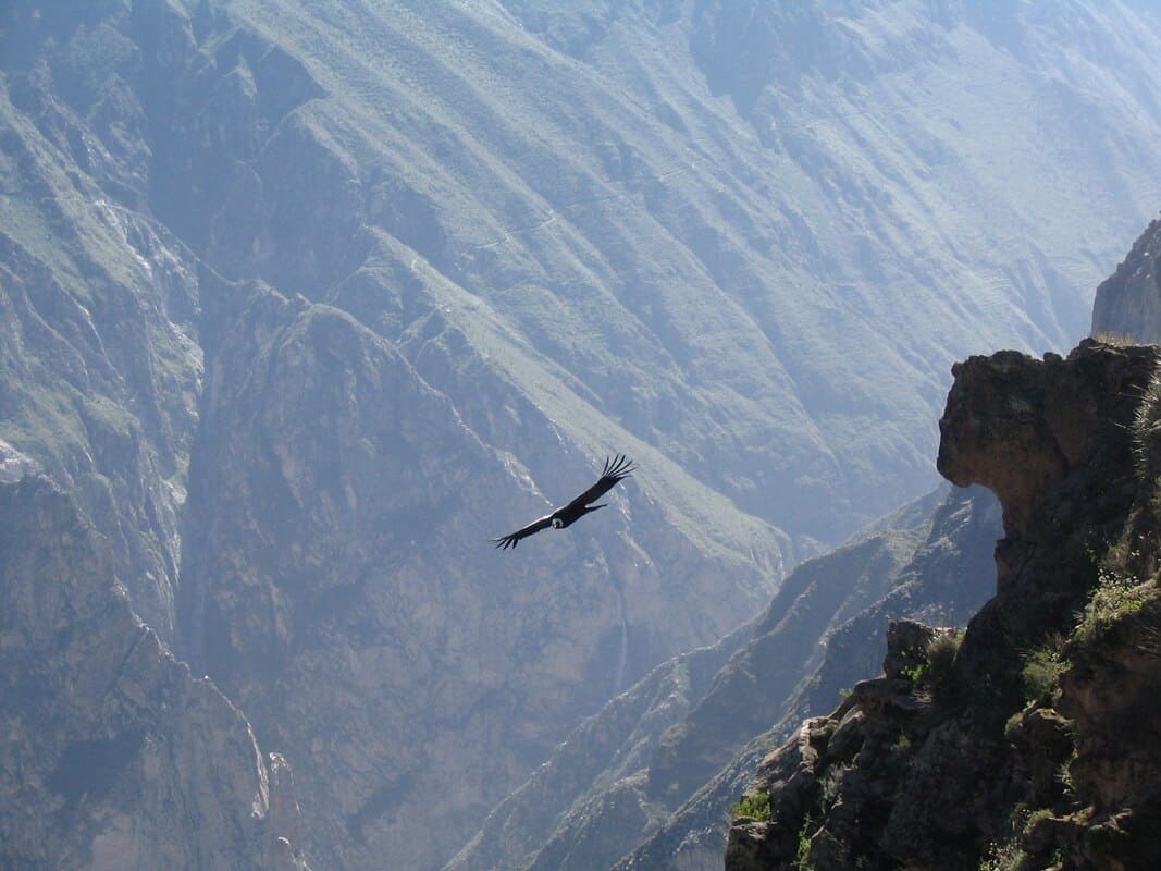 Colca Canyon: der majestätische Flug des Kondors, el condor pasa
