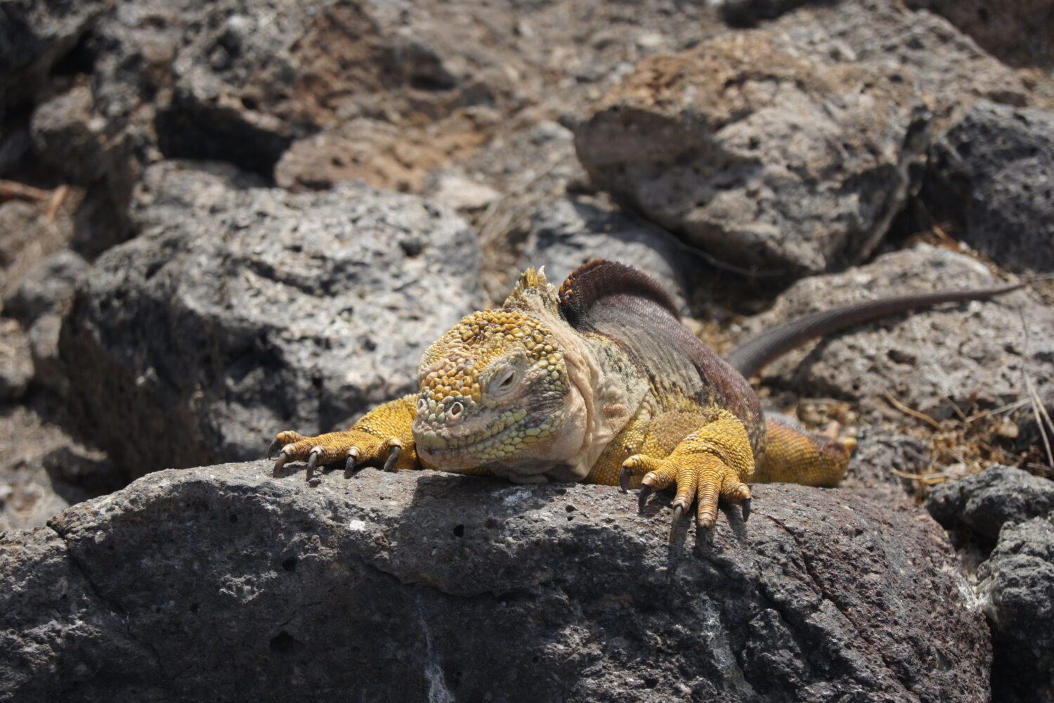 Reisebericht: Galapagos Kreuzfahrt 8 DSC07051