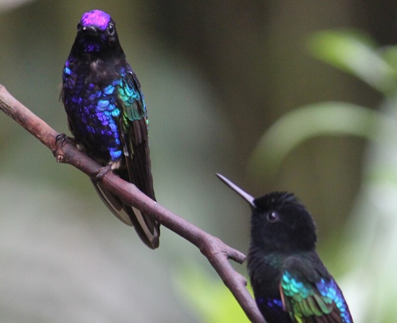 Willkommen in Ecuador, im Land der Kolibris