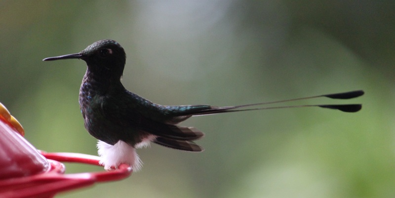 Wo Blüten sind in Ecuador, gibt es auch Kolibris