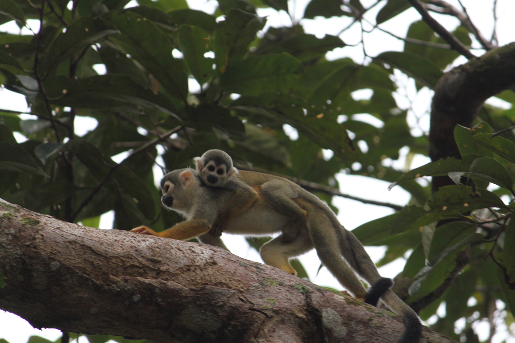 Peru Ausflüge in den Regenwald zur Tierbeobachtung
