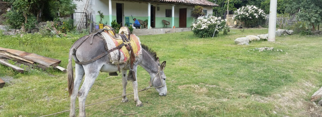 Ecuador Vilcabamba Esel