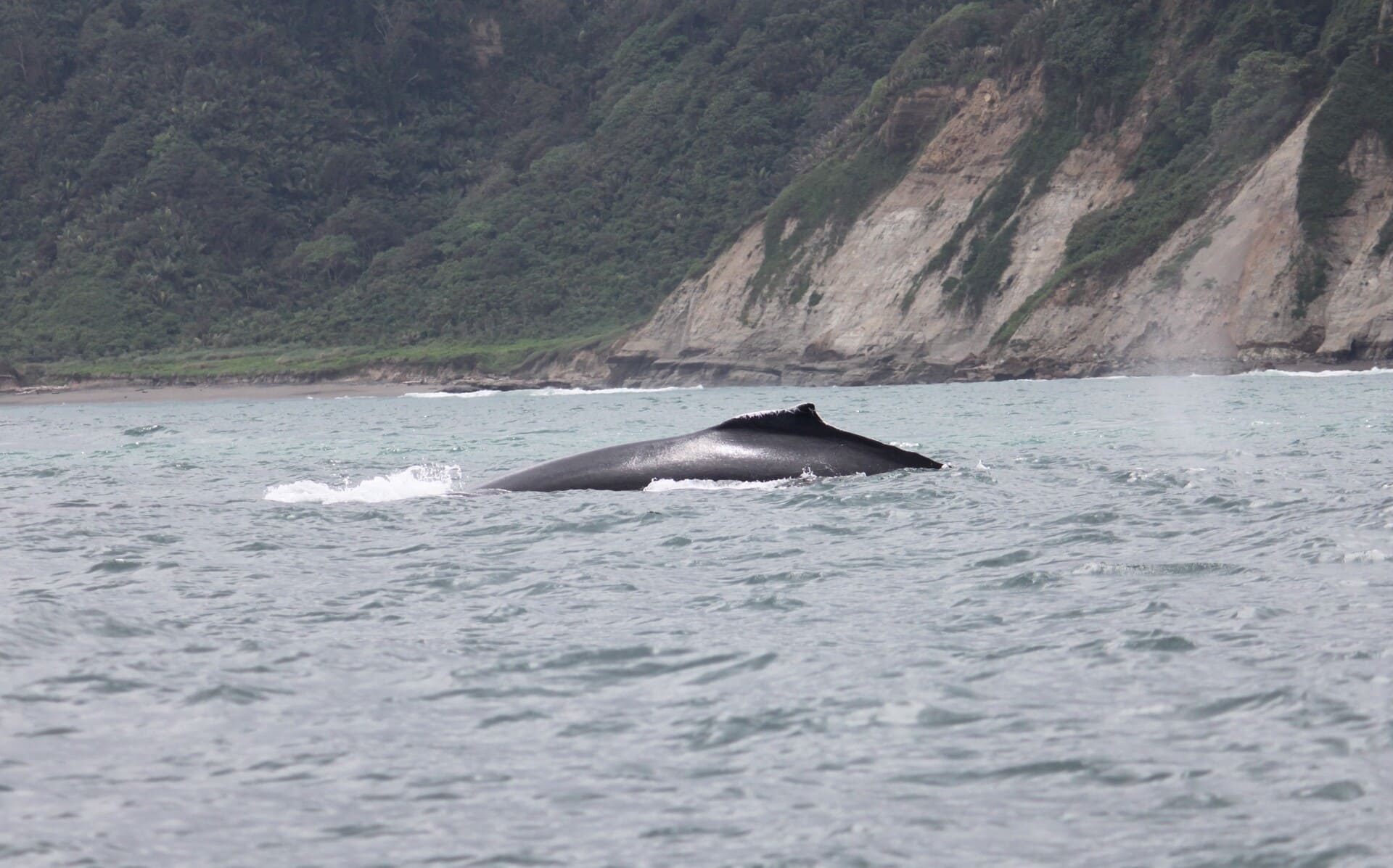 Wale – Panamahüte & Meer