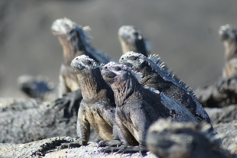 Galapagos Inseln: Meeresleguane sind allgegenwärtig