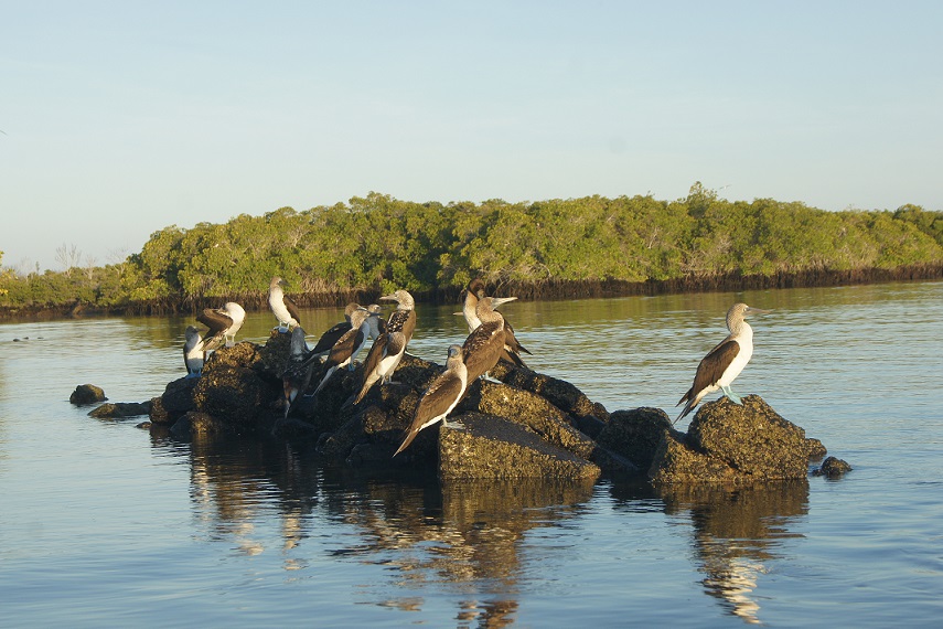 Galapagos Inseln Blaufusstoelpel BlackTurtleCove
