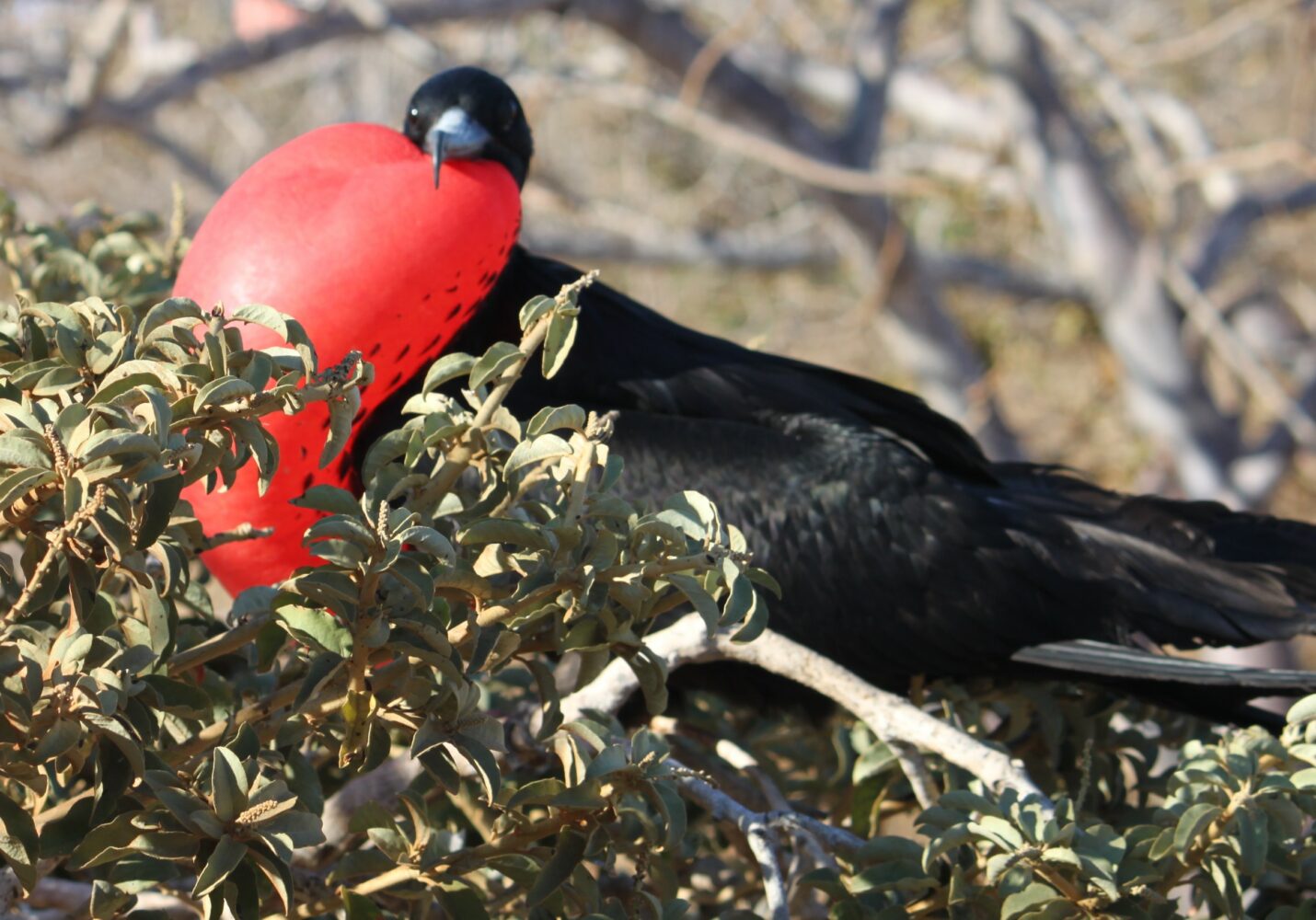 Insel Nord Seymour, Galapagos Inseln - gewaltig anzusehen, die Fregattvogelmännchen