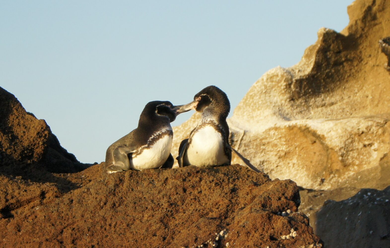 Insel Bartolomé, Galapagos: Pinguin
