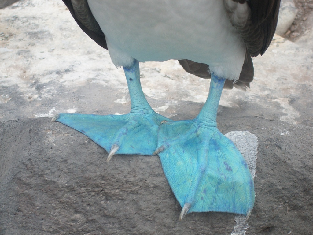 Galapagos Inselhopping Intensiv: Halten Sie Ausschau nach meinen Füßen!