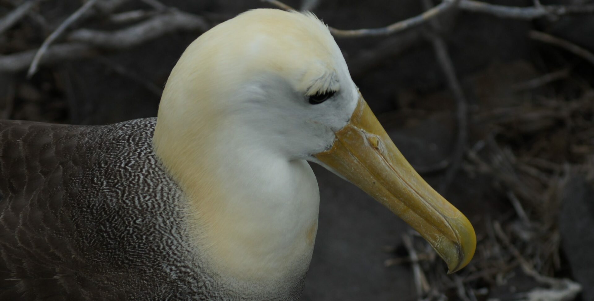 Insel Española, Galapagos: Albatros