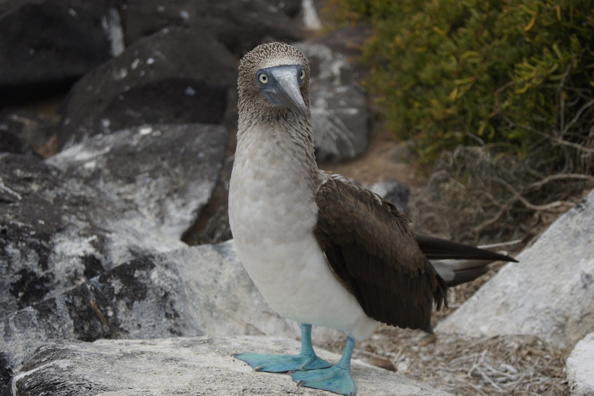 Reise Peru Ecuador Galapagos Inseln: Erlebnis pur