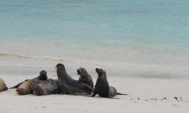 Reisebericht: Galapagos Kreuzfahrt