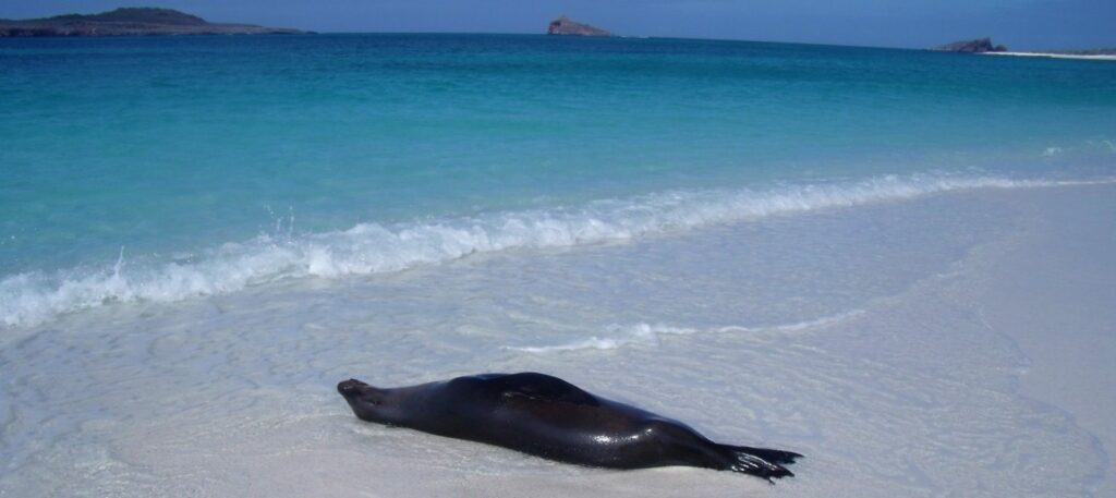 Urlaub pur: Galapagos Inseln. Wann ist die beste Reisezeit: immer!