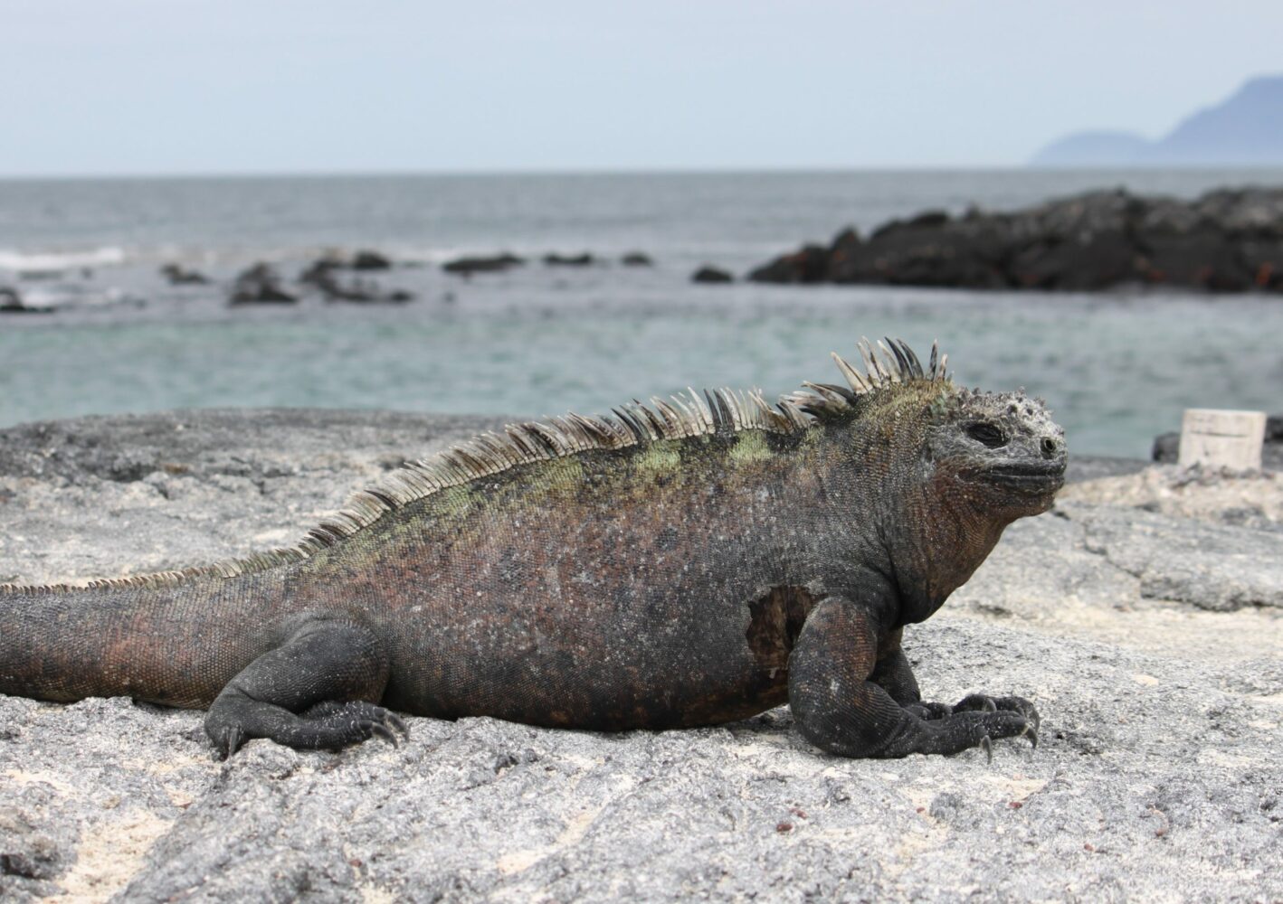 Insel Fernandina, Galapagos - Meeresleguane soweit das Auge reicht