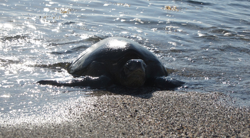 Galapagos Inseln: Meeresschildkröte kommt zur Eiablage an den Strand
