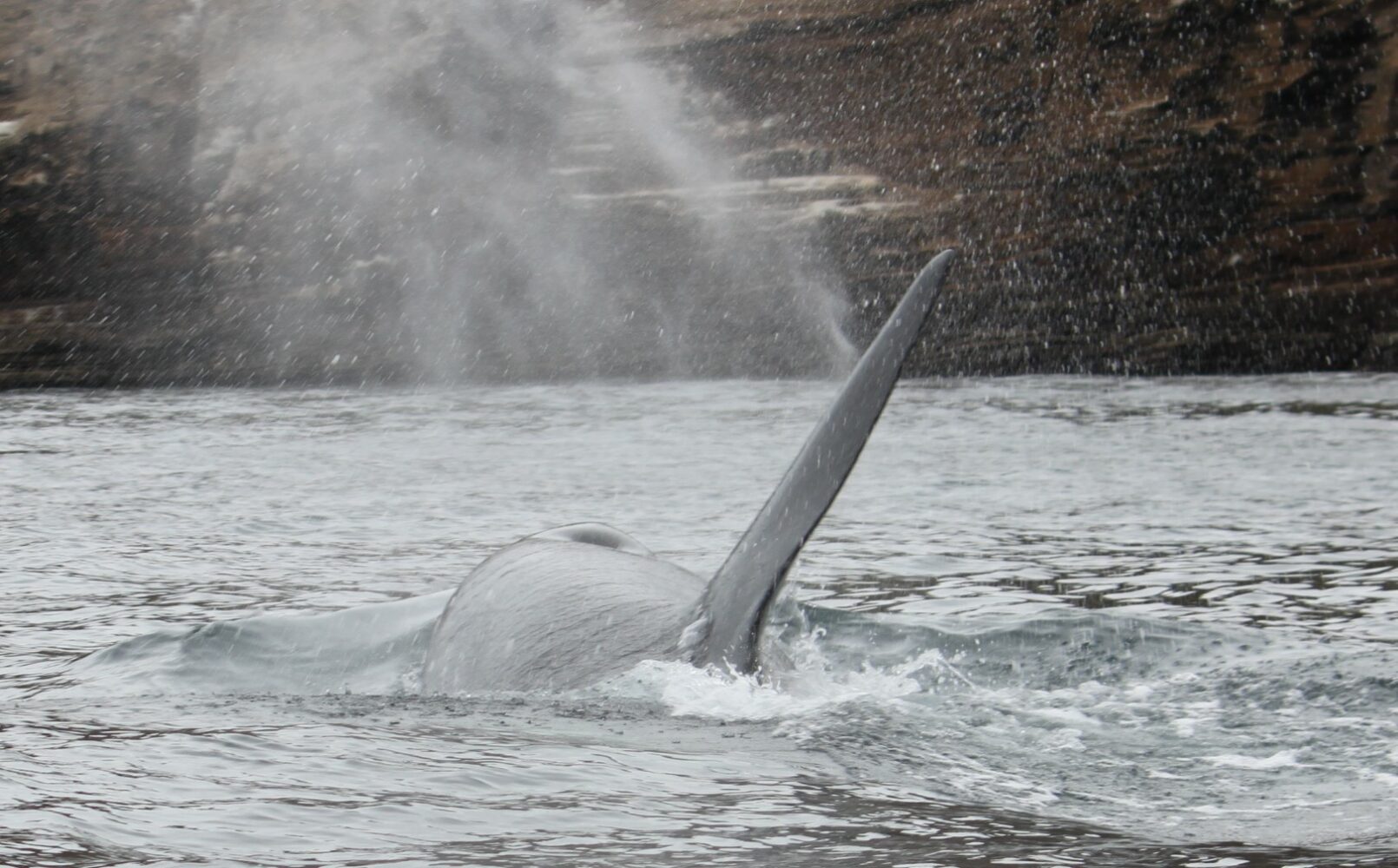 Vor der Insel Isabela, Galapagos: Orca