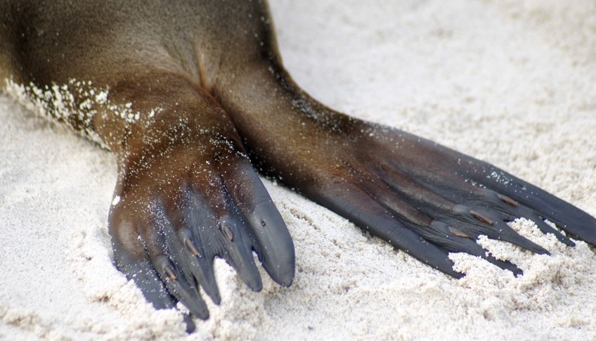 Galapagos Inseln, es gibt wenig Säugetierarten auf den Galapagos Inseln, aber die Seelöwen sind dafür allseits präsent.