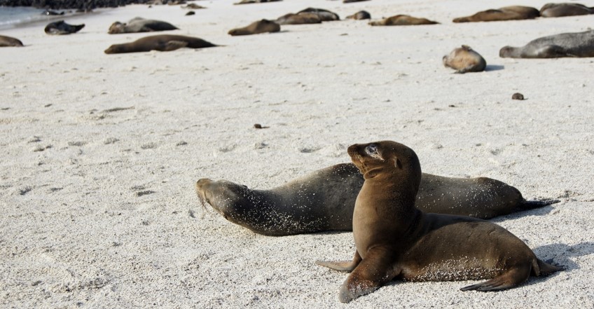 Insel Española, Galapagos: Seelöwen