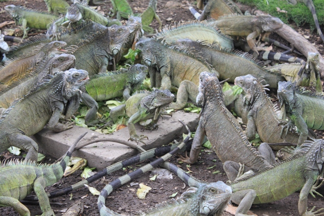 Guayaquil: Im Stadtpark werden die Leguane gefüttert