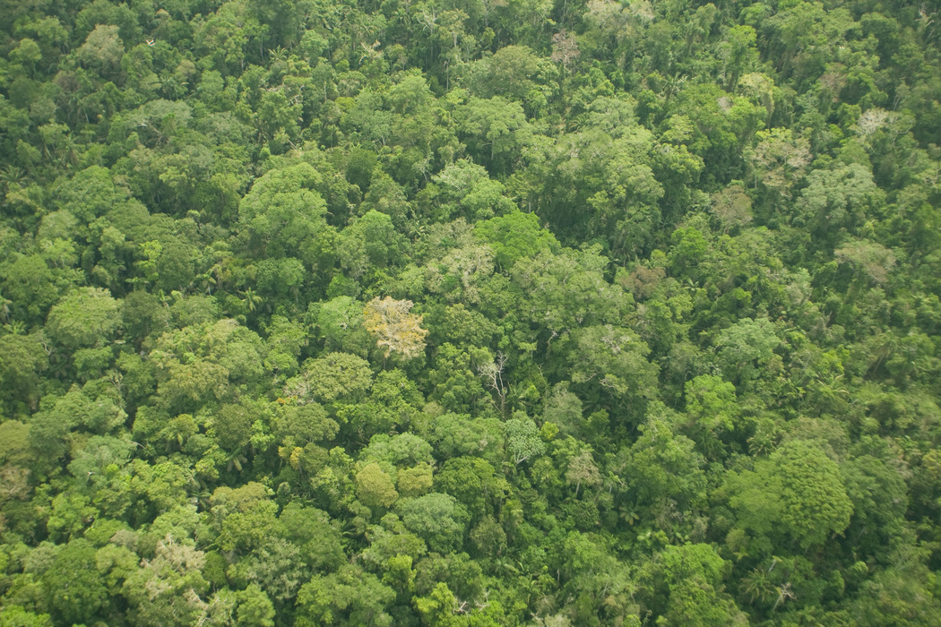 Peru Regenwald: schon der Anflug ist phantastisch, ein Meer aus Grün, Foto:PromPeru