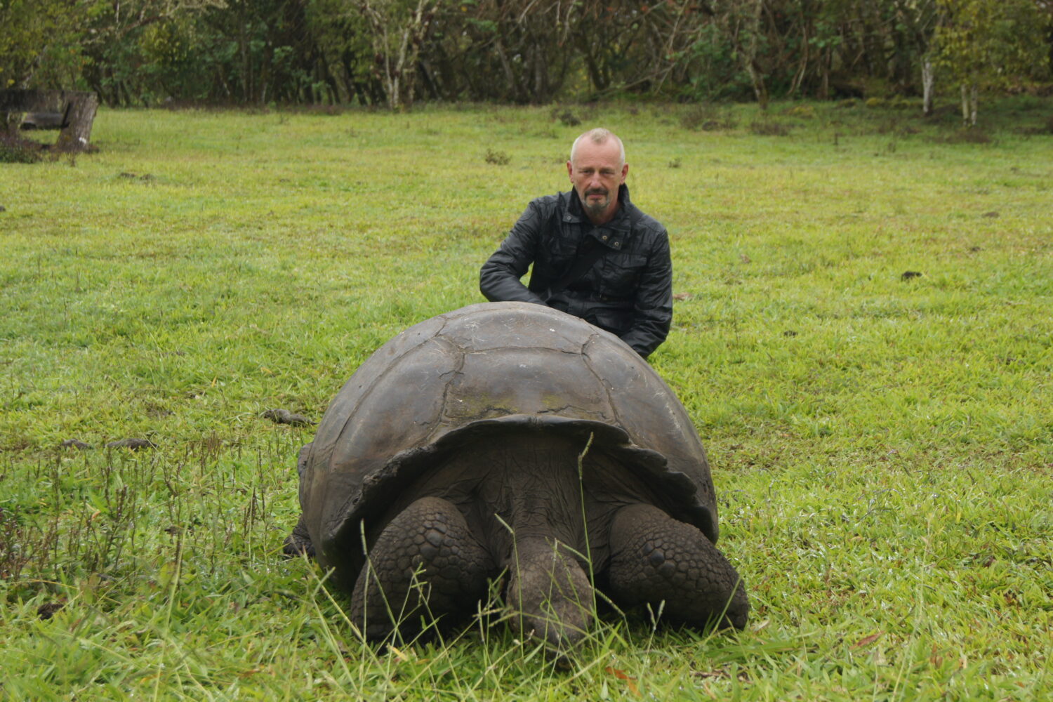 Reisebericht: Galapagos Kreuzfahrt 4 StaCruzHochlandLandschildkrote