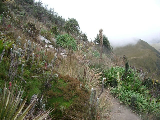Typische Vegetation am Wegesrand in einer Höhe um die 4.000 Meter