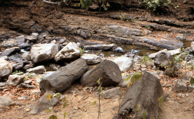 Nationalpark Puyango, der versteinerte Wald