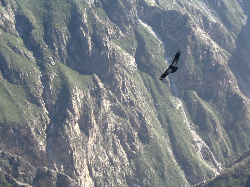 Colca Canyon: der Flug des Kondors
