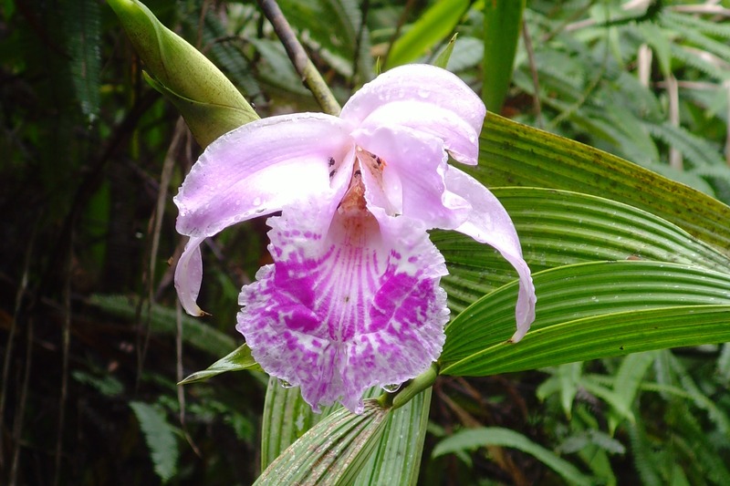 Besuch einer kommerziellen Orchideenfarm