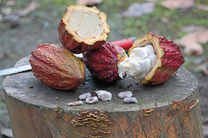 Auf dem Weg nach Guayaquil kommen Sie an vielen Kakaoplantagen vorbei