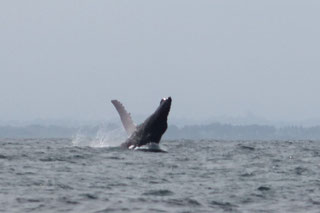 Unglaublich eindrucksvoll: Ein Buckelwal vor der Küste