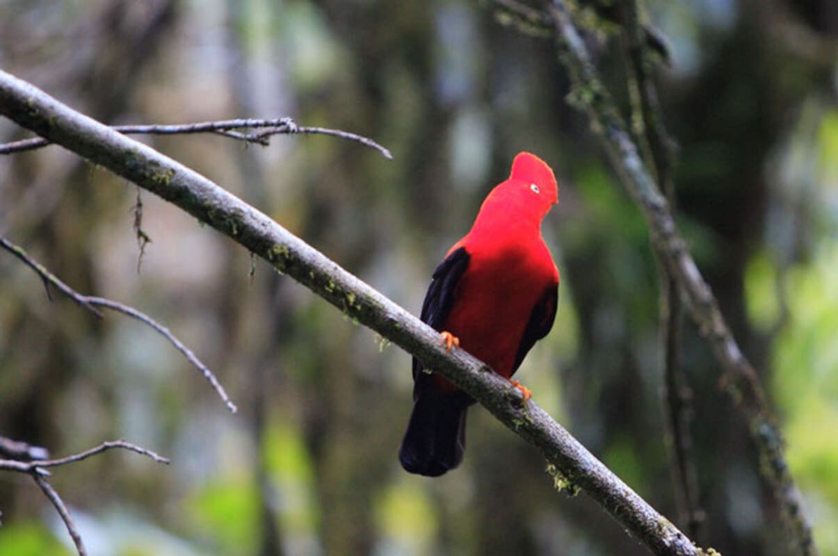 Manu Nationalpark - eine vielfältige Vogelwelt erwartet Sie