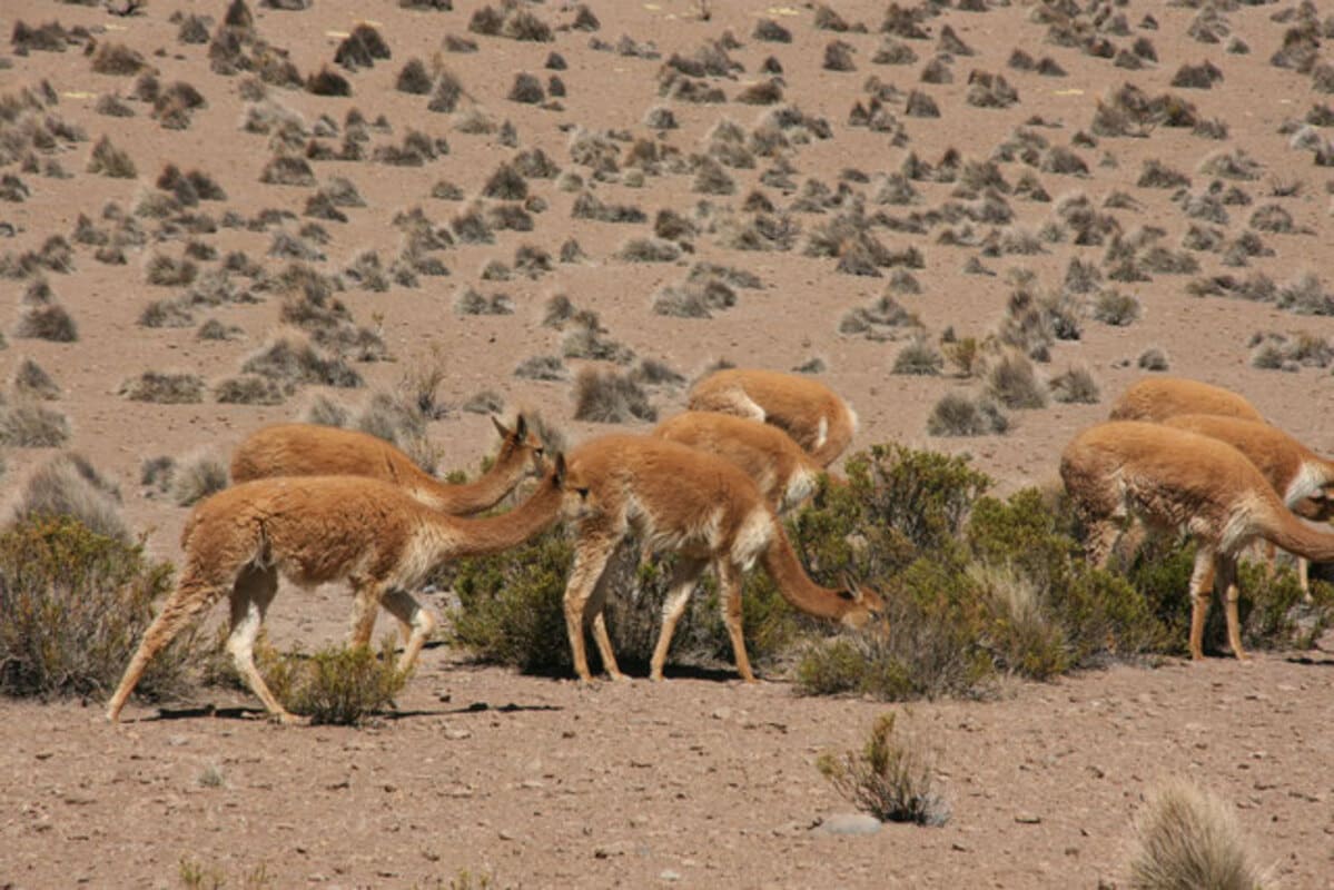 Anmutige Vicuñas im Hochland Perus, Nationalpark Pampa Galeras