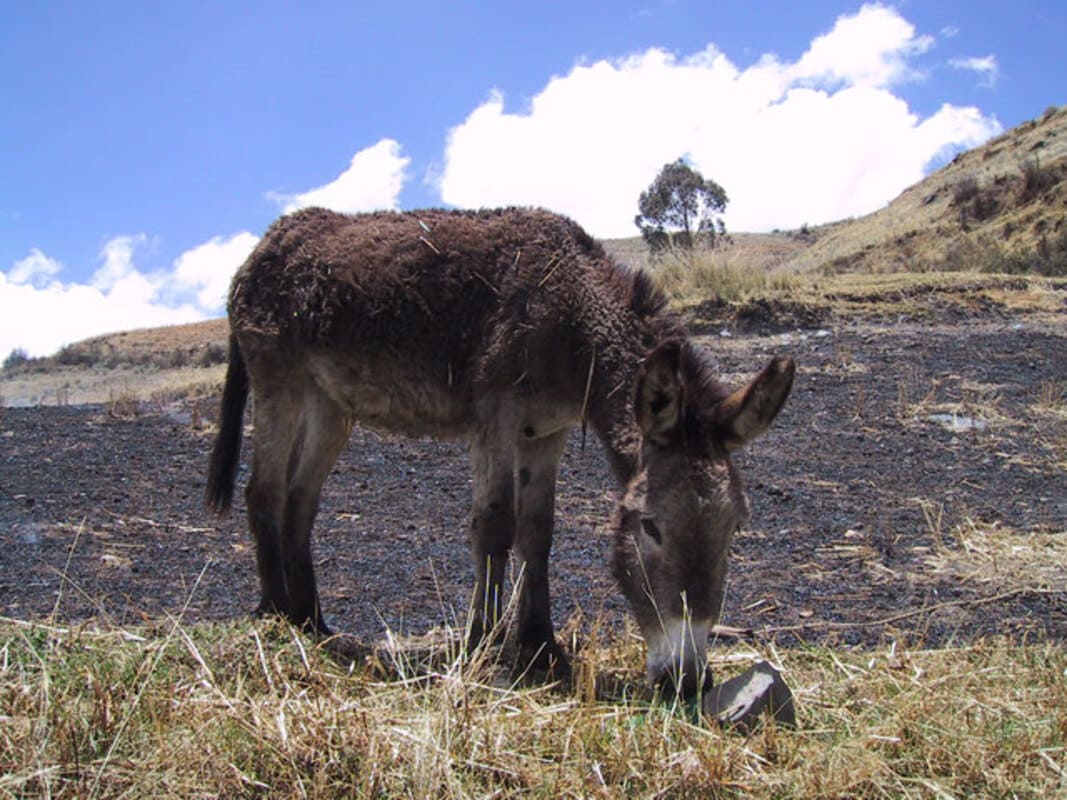 Auch Esel werden noch häufig neben Lamas als Lasttiere genutzt
