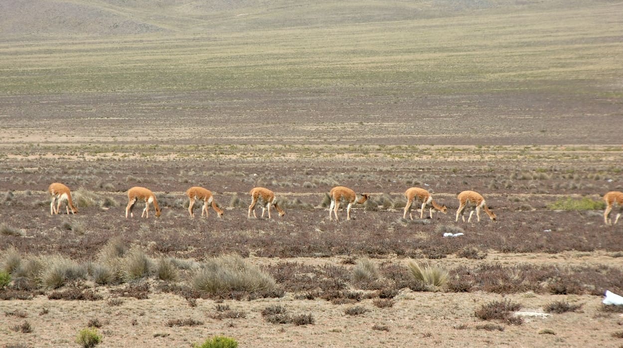Von Arequipa zum Colca Canyon halten Sie die Augen offen: Vicuñas