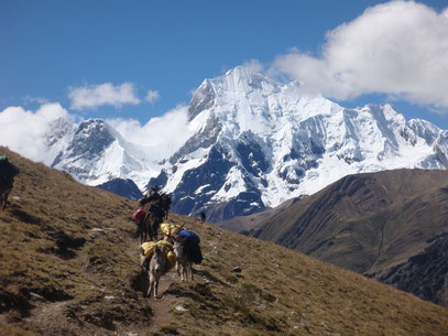 Peru Trekkingtouren - treue Wanderbegleiter - Foto: Richard Saraya
