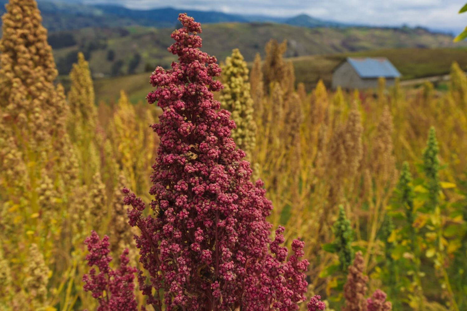 In der Gegend um Riobamba wird viel Quinoa angebaut